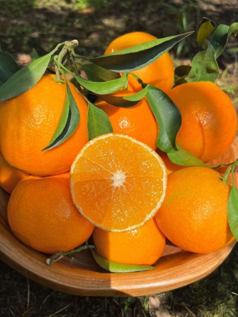 Японский апельсин Эхиме Джелли – премиальный фрукт для импорта