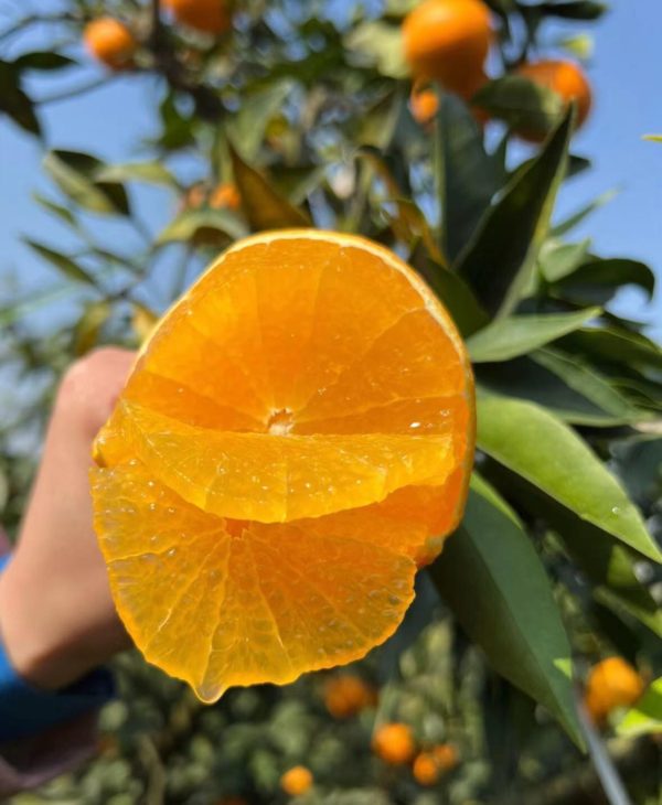 мандарин Эхиме Желе (Эхимэ Желе Апельсин)（Ehime Jelly Orange）（Ehime NO：38）（Ai Yuan） — изображение 5