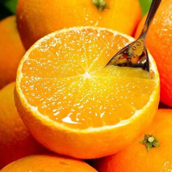 мандарин Эхиме Желе (Эхимэ Желе Апельсин)（Ehime Jelly Orange）（Ehime NO：38）（Ai Yuan） — изображение 4