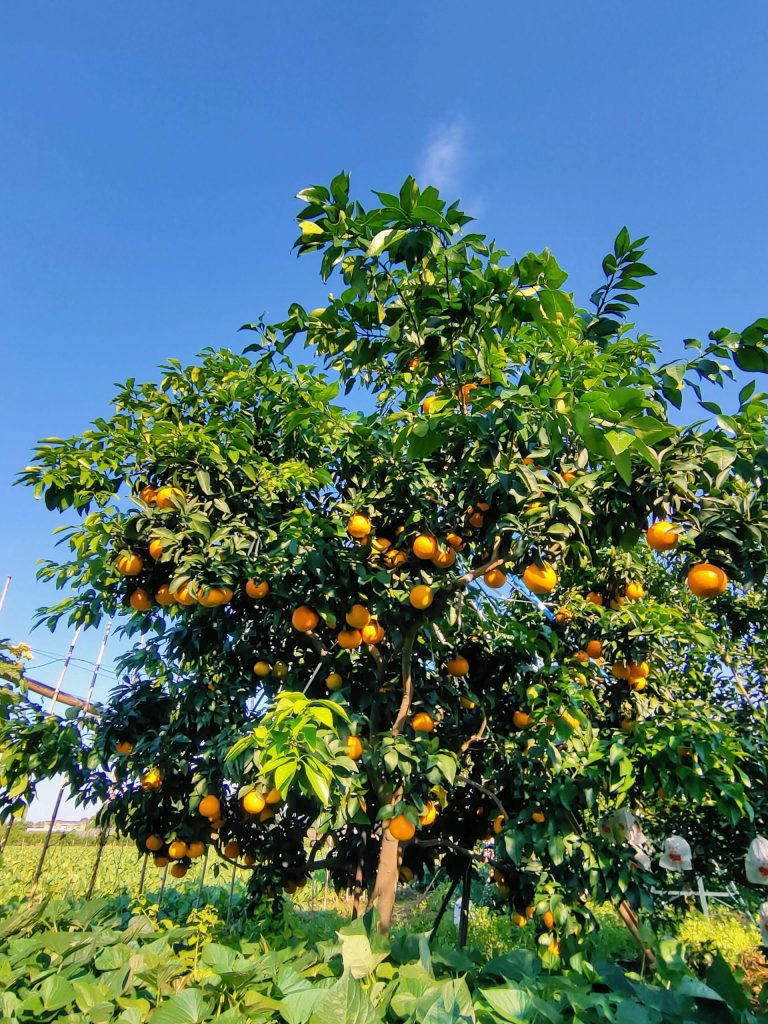 Управление цитрусовыми садами в Китае: качество и экспортный потенциал