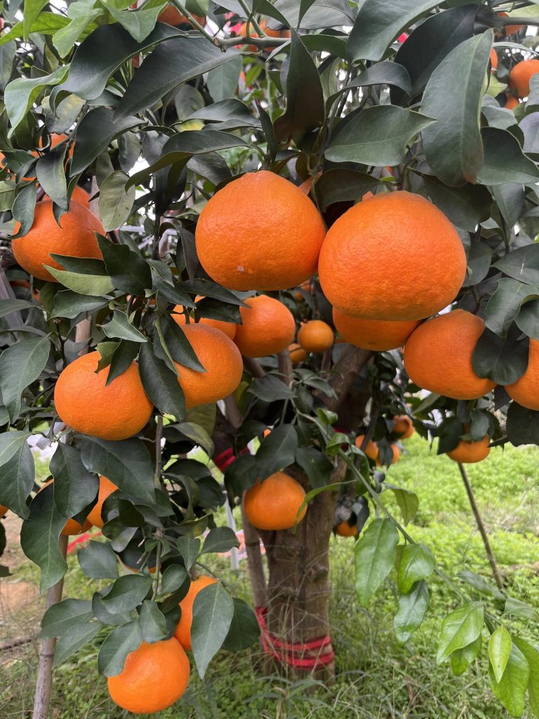 Почему потребители называют Ehime Jelly апельсином-желе