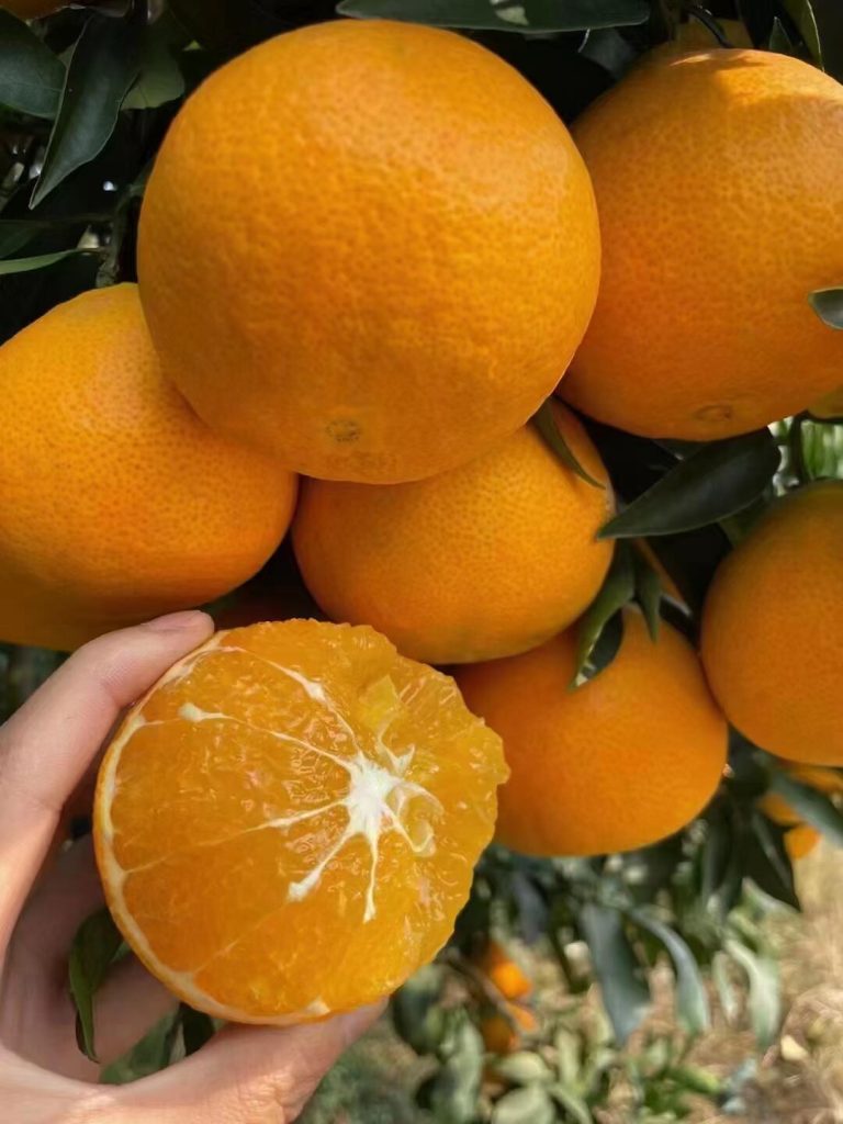 Апельсин Эхиме Джелли – премиальный фрукт из Японии для импорта