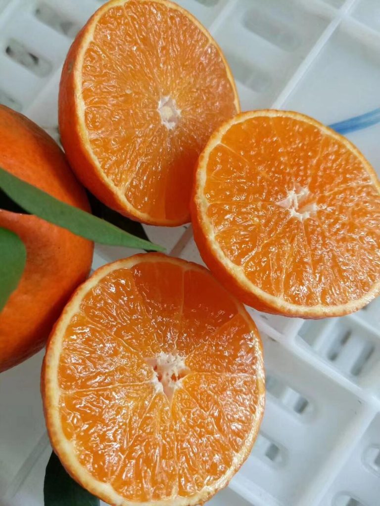Ehime Orange поставщик – Качество и свежесть для покупателей в Азии