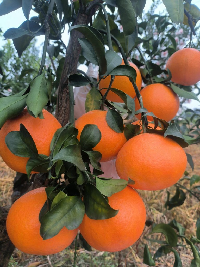 Апельсин Ehime Jelly – Премиальный фрукт для зимнего сезона