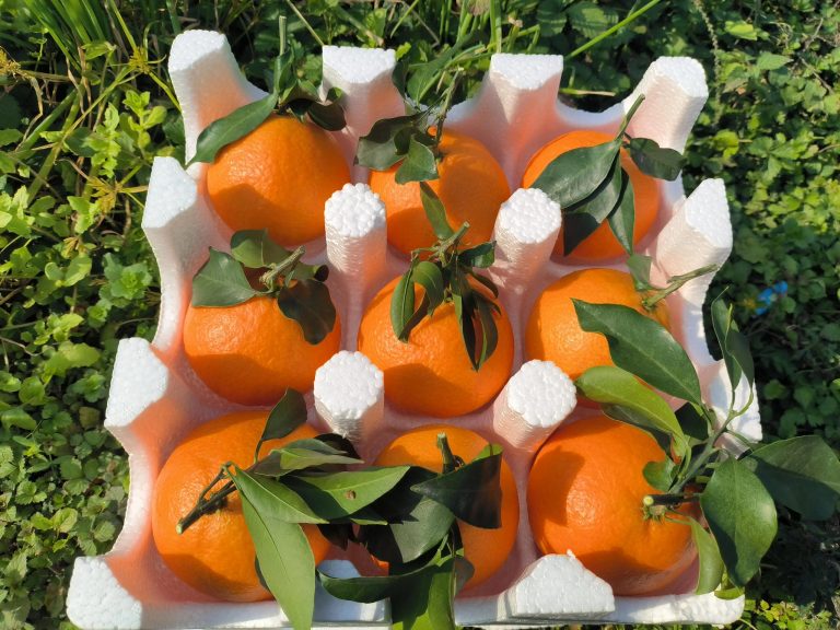 Японский апельсин Ehime Jelly: фрукт премиум-класса для гурманов