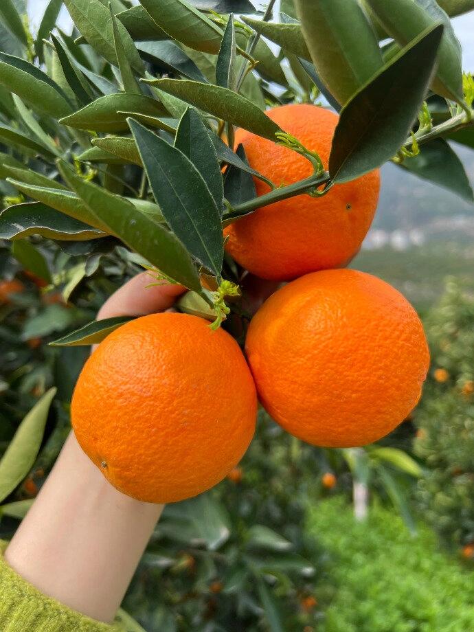 Апельсин Эхиме Джелли из Японии – премиальный фруктовый десерт