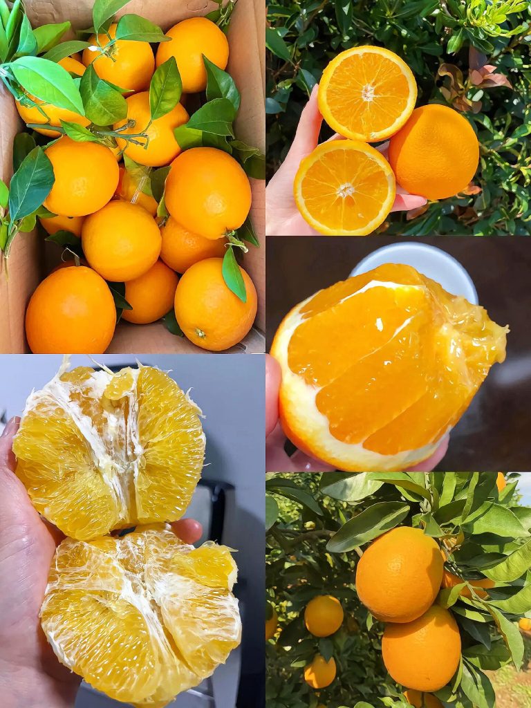 Эхиме Джелли Апельсин (Ehime 38) – Премиальные цитрусовые для импортеров