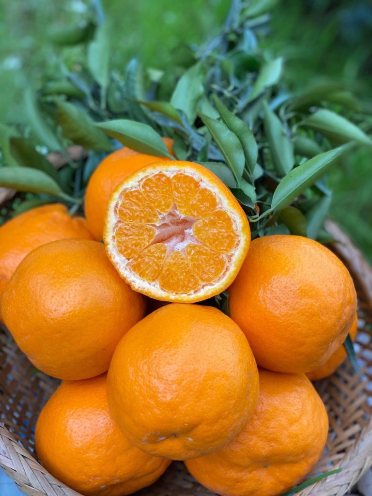 Оптовая продажа цитрусовых Чуньцзян для супермаркетов СНГ