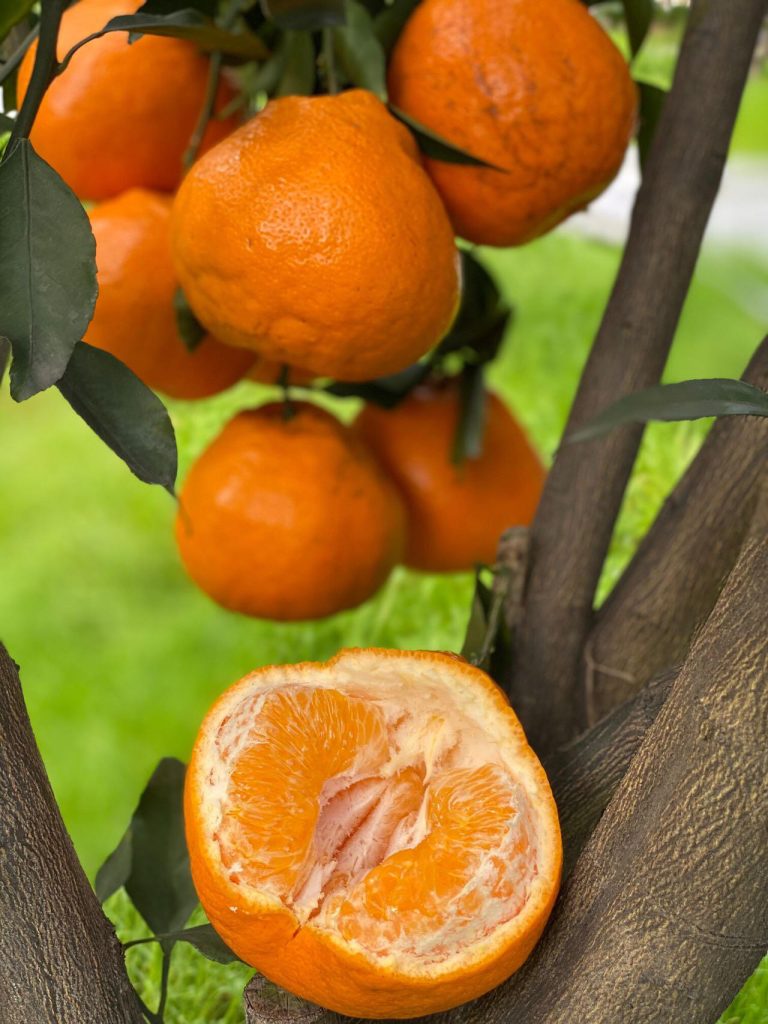 Папаган мандарин – вкусный цитрус для оптовых покупателей