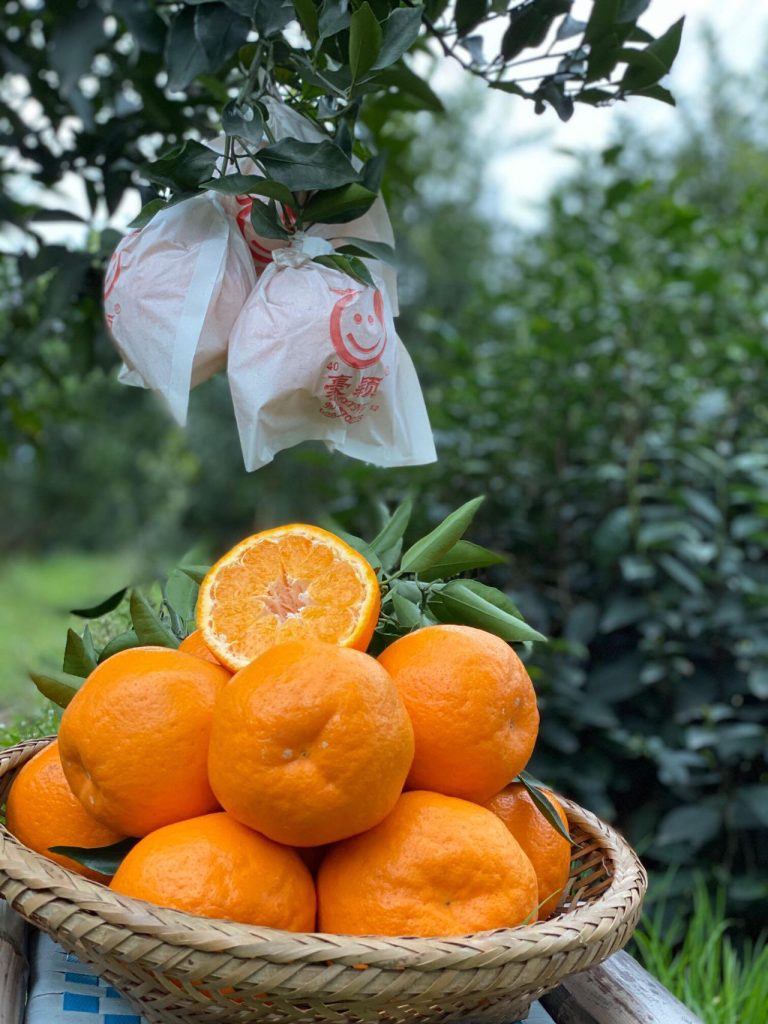 Почему цитрусы Papagan становятся трендом на рынке СНГ?