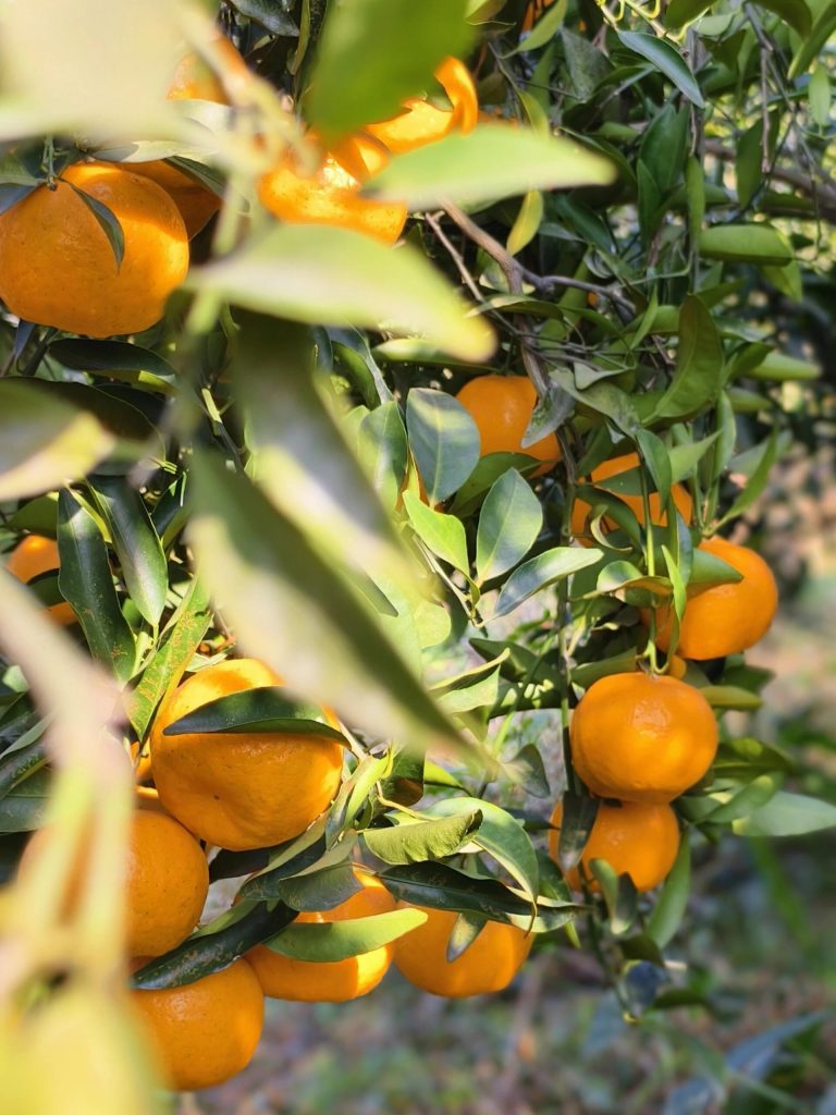 Оптовая цена на мандарины Чуньцзян для импортеров и дистрибьюторов