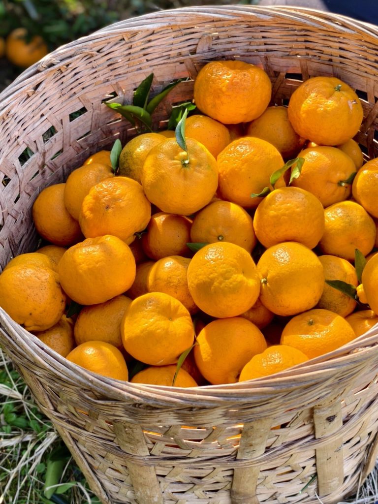 Поставки цитрусов Papagan из Китая в Россию и СНГ