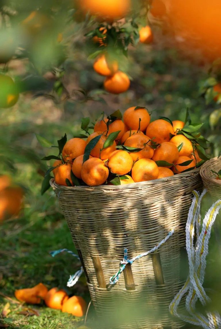 Чуньцзян мандарин – цены оптом и экспортные тренды 2025