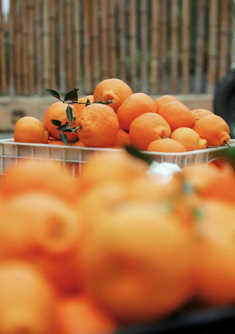 Крупные партии мандаринов Papagan для оптовых покупателей