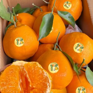 мандарин Чунцзянь chunjian orange papagan orange papagan mandarin