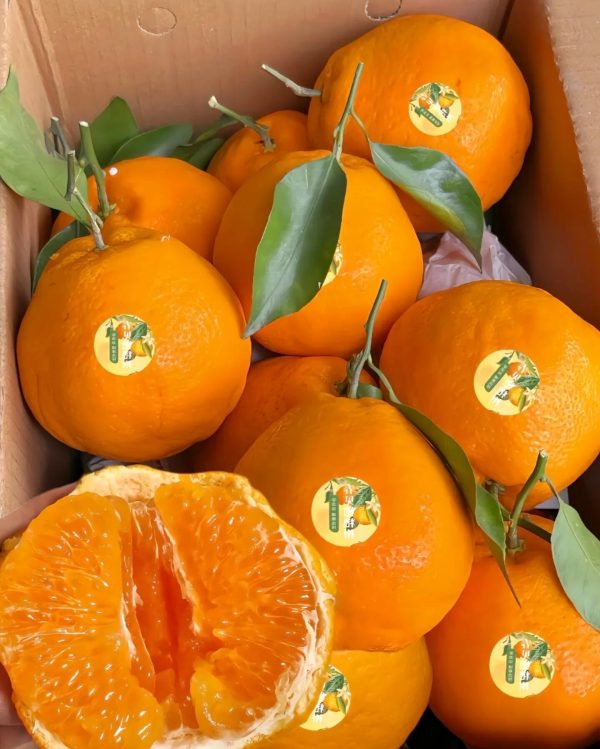 мандарин Чунцзянь chunjian orange papagan orange papagan mandarin