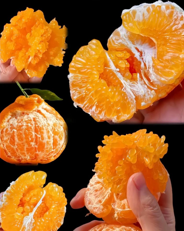 Поставщик цитрусовых Чуньцзян – надежный партнер для импорта