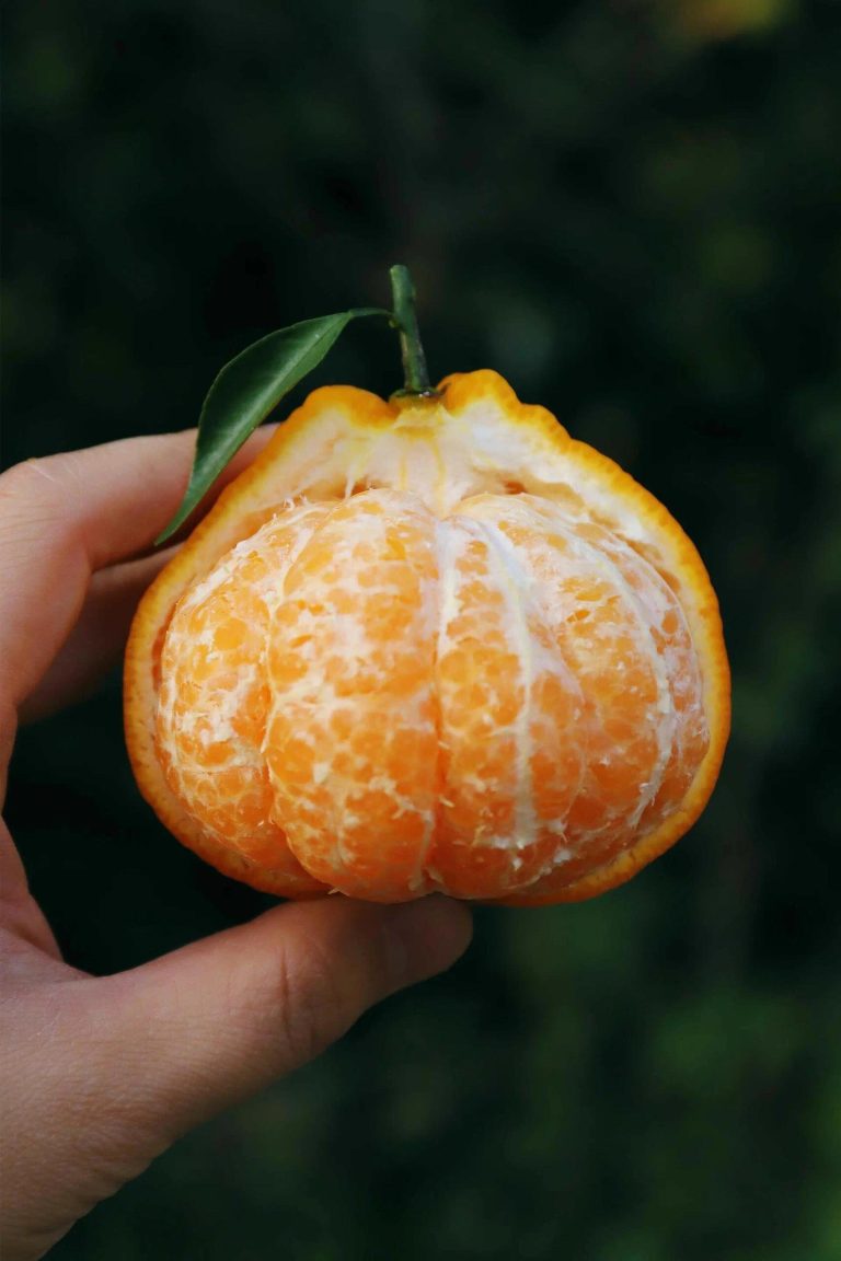 Поставщик Папаган цитрусовых для российских дистрибьюторов