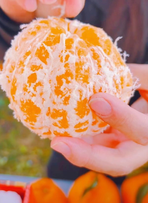 мандарин Чунцзянь chunjian orange papagan orange papagan mandarin — изображение 4