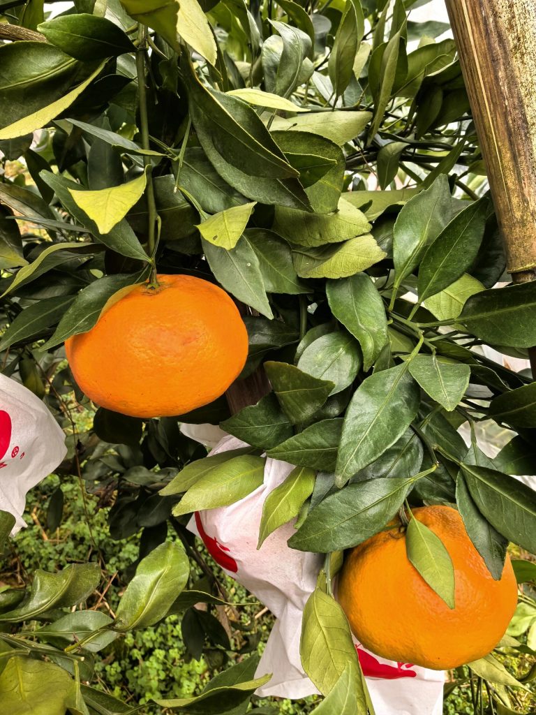 Мандарин Ганпин (Kanpei) – сладкий вкус и длительный срок хранения