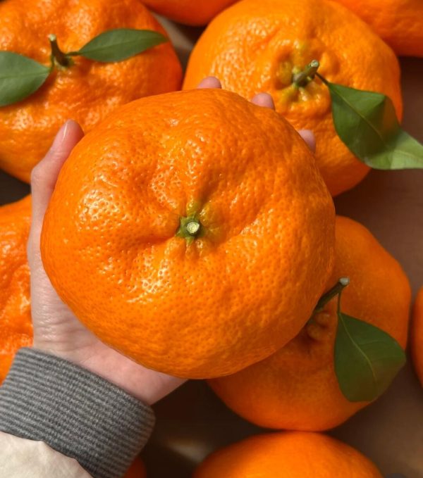мандарин Ганьпин（Kanpei orange) 	Ganping Mandarin — изображение 2