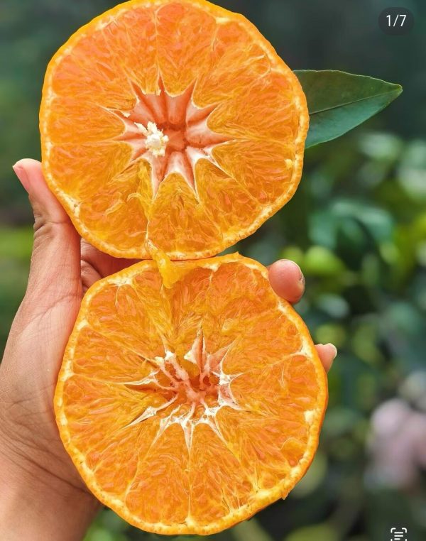мандарин Ганьпин（Kanpei orange) 	Ganping Mandarin — изображение 3