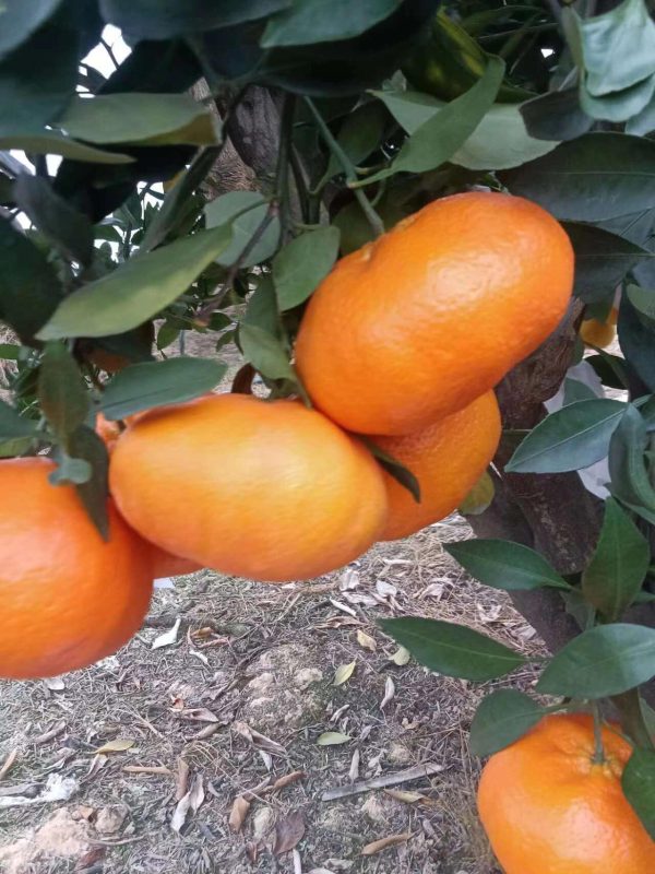 мандарин Ганьпин（Kanpei orange) 	Ganping Mandarin — изображение 5