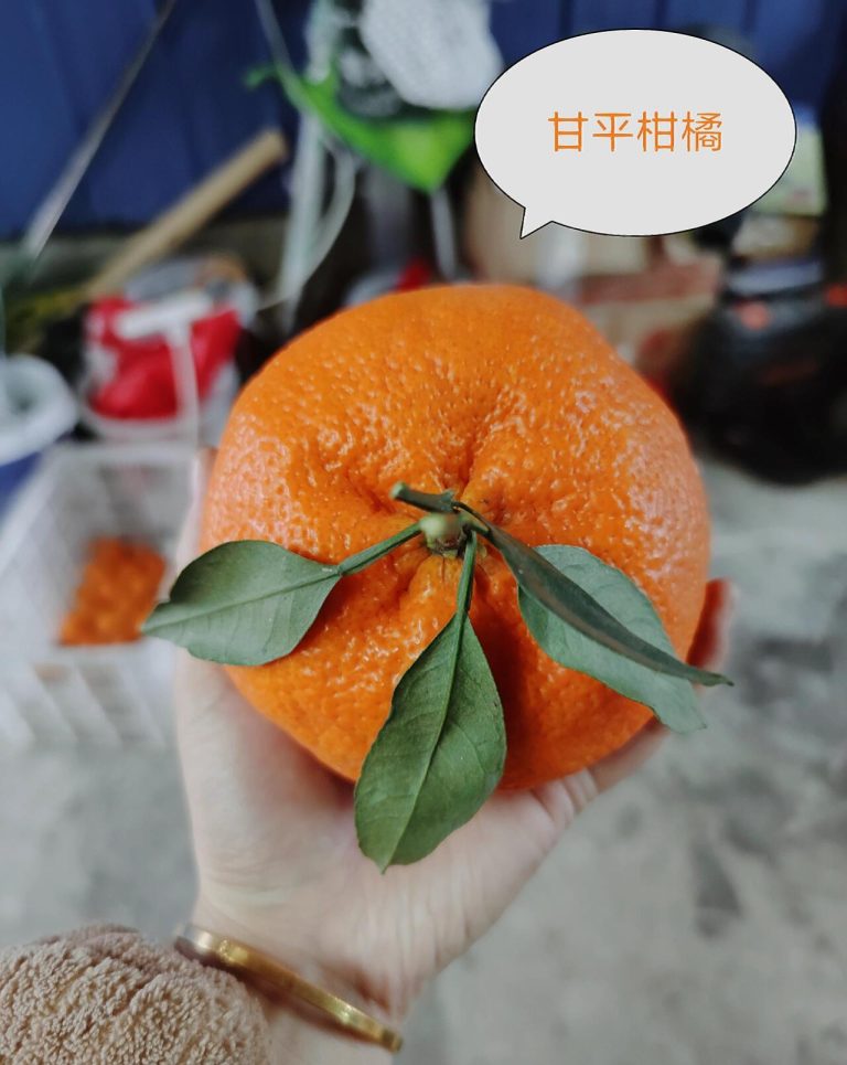Мандарин Ganping: высокая сладость и длительное хранение для экспорта