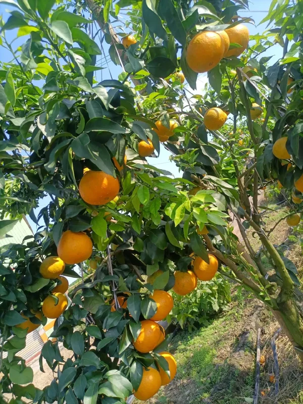 мандарин Эхиме Желе (Эхимэ Желе Апельсин)（Ehime Jelly Orange）（Ehime NO：38）（Ai Yuan） — изображение 2